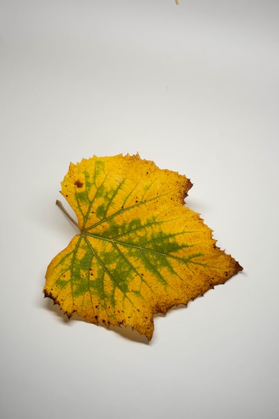 White on the surface of a yellow maple leaves
